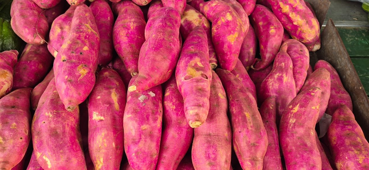 Batata doce rosada cultivada pela cooperativa