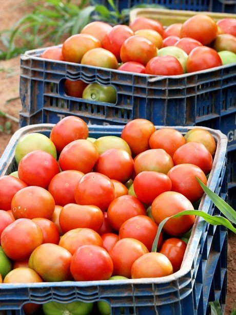 Tomate orgânico cultivado pela cooperativa